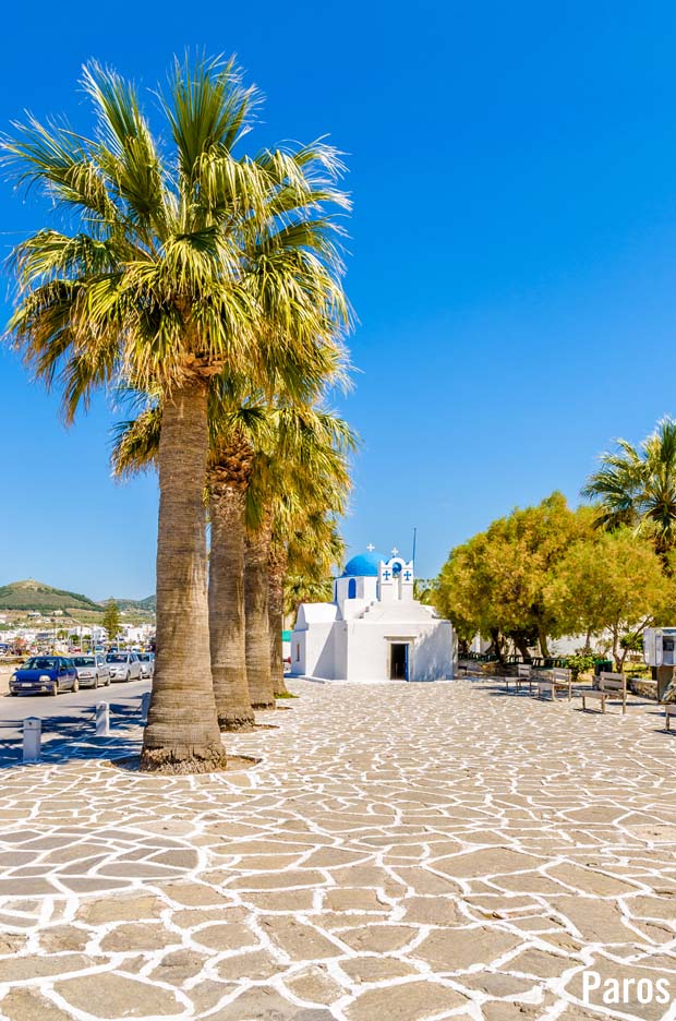 Palm Trees on the Island of Paros Greece